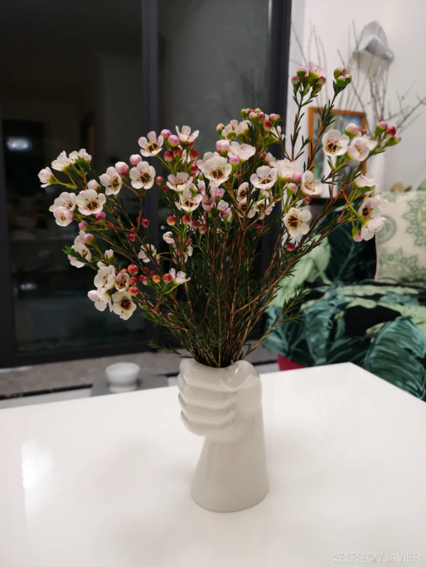 自帶年味!9種春節必備植物,現在買還來得及 自帶年味!9種春節必備植物,現在買還來得及