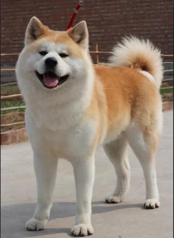 2008年地震，田園犬為救村民受傷殘疾，最後卻被村民殘忍殺害