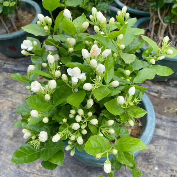 秋季這些花別亂剪,正確修剪才能枝繁葉茂,花滿枝頭 秋季這些花別亂剪,正確修剪才能枝繁葉茂,花滿枝頭