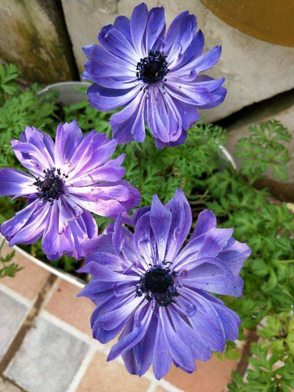 跟風買的“網紅花”，本以為交了智商稅，實際越養越上癮