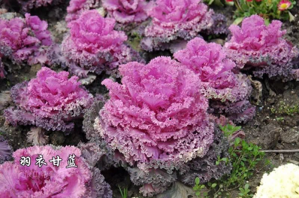 【提示】白菜究竟是什麼菜?西蘭花是不是花?十字花科瞭解一下 【提示】白菜究竟是什麼菜?西蘭花是不是花?十字花科瞭解一下