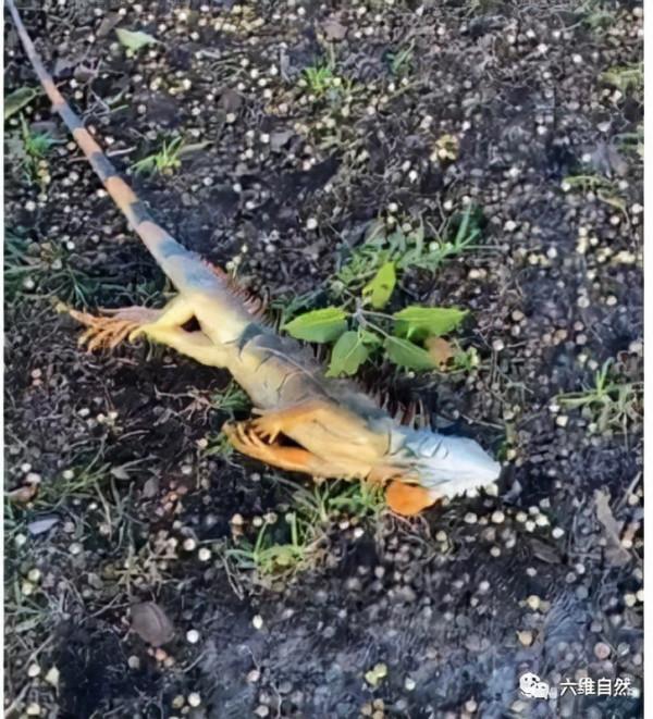 美國出現天上掉下大蜥蜴雨,是氣溫太低,綠鬣蜥被凍得從樹上掉下 美國出現天上掉下大蜥蜴雨,是氣溫太低,綠鬣蜥被凍得從樹上掉下