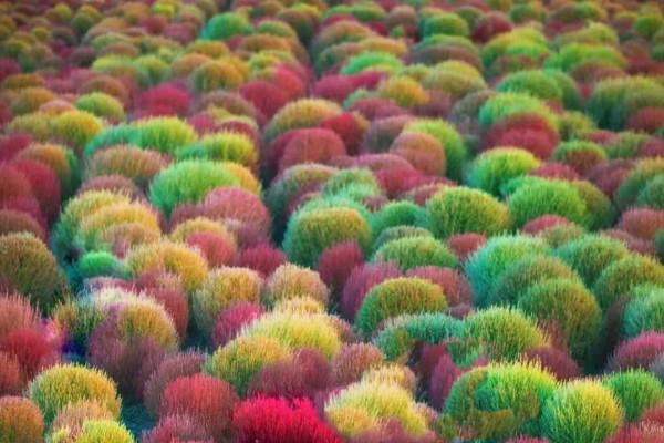 發現一片美得讓人心醉的草，圍觀拍照的人太多，保安都攔不住