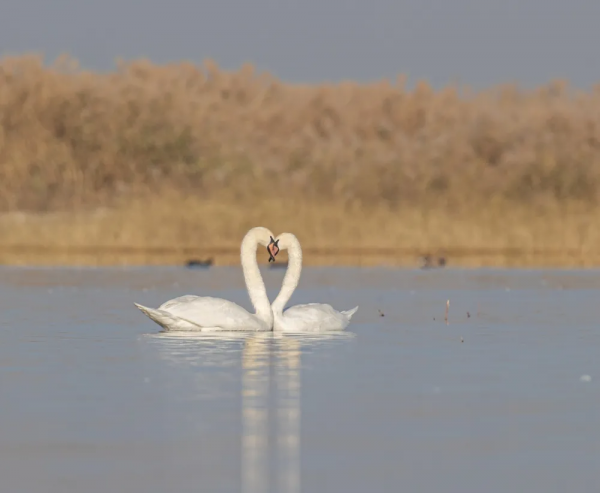 《鄂爾多斯鳥類》鳥種選登-疣鼻天鵝 《鄂爾多斯鳥類》鳥種選登-疣鼻天鵝