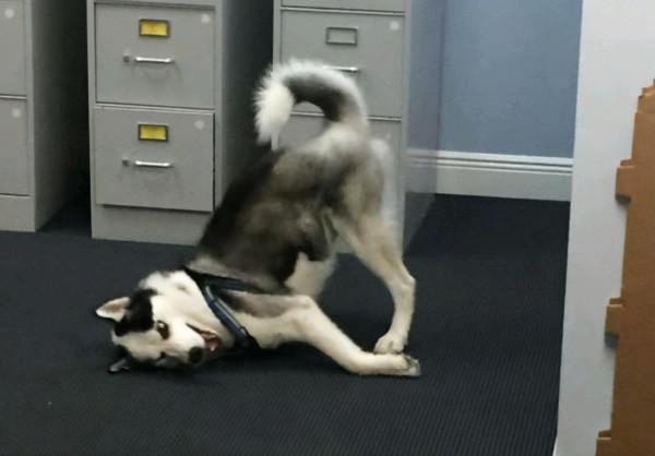 哈士奇走丟後在警局蹭飯3個月,主人也沒來帶走:當警犬抵債吧 哈士奇走丟後在警局蹭飯3個月,主人也沒來帶走:當警犬抵債吧