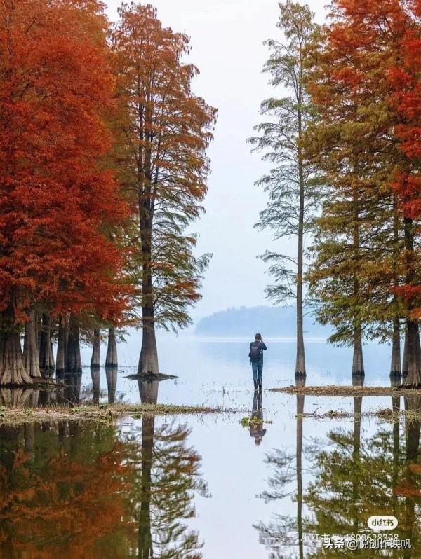 浙江紅杉林景點