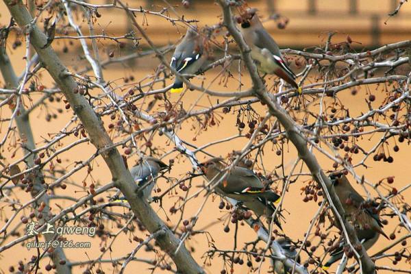 窗外的不速之客 太平鳥 冠羽後翹 宛若華美的桂冠，彰顯英武和高貴