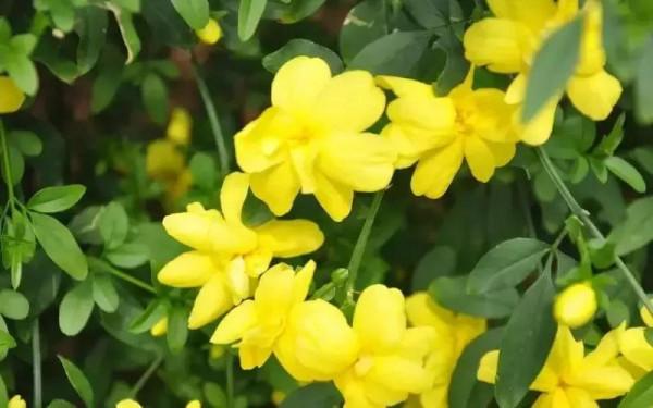 爛然黃燦的——迎春花