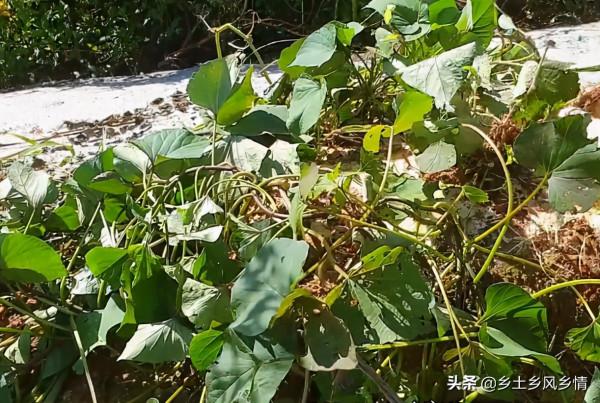 蛇皮袋種紅薯，方法簡單省事又省地方，幾個月後就能收穫一大袋