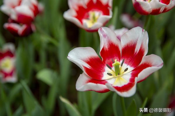 2022新春遊園&mdash;&mdash;植物園賞花