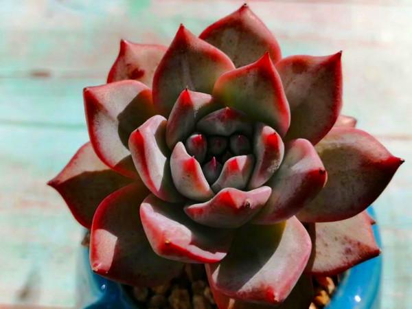 六種淺粉色多肉,像一場場溫柔的夢,讓人沉醉其中,不願醒來 六種淺粉色多肉,像一場場溫柔的夢,讓人沉醉其中,不願醒來