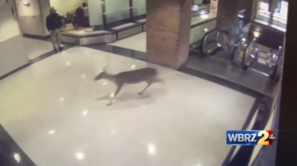 美國一隻小鹿受重傷後，自己前往醫院“搭乘”自動扶梯問診