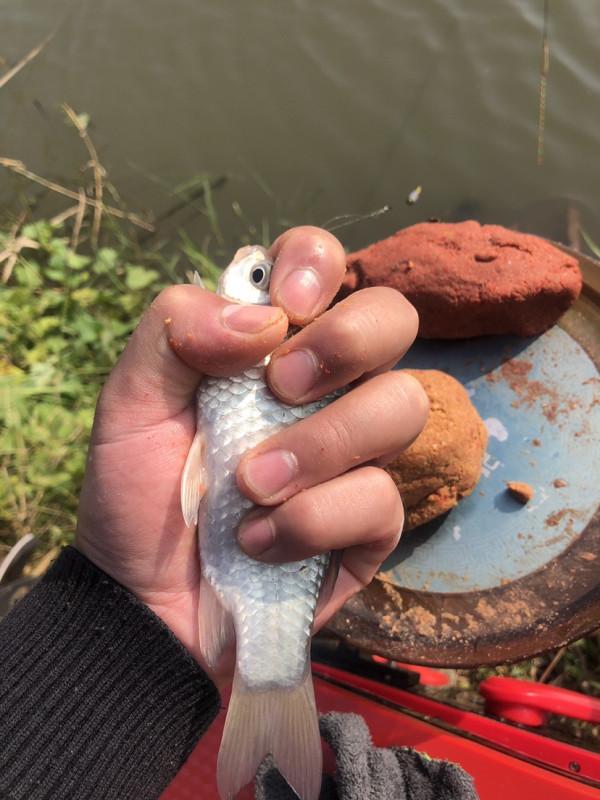 飛機塘上飛，遍地是墳墓，釣淺水小魚拖著玉米跑