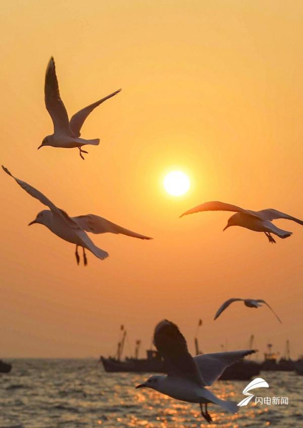 青島海濱海鷗追逐夕陽舞蹁躚
