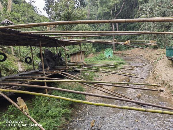 西雙版納原始森林公園原始森林…