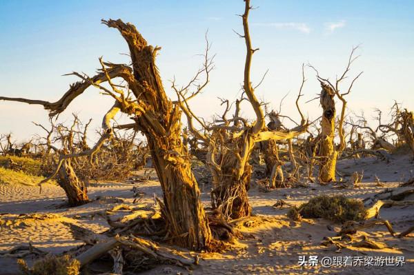 額濟納怪樹林，大漠勇士胡楊林的讚歌，罕見的世界自然奇觀