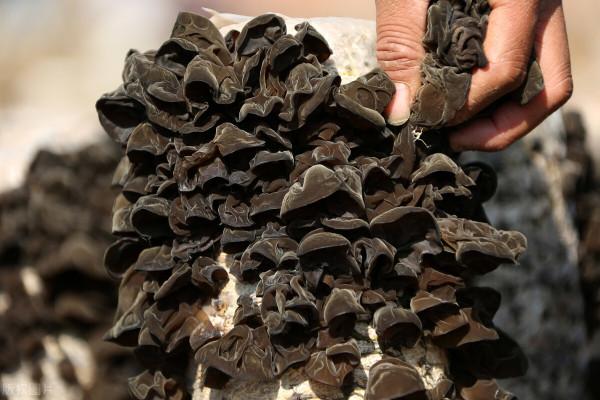 黑木耳好吃，別直接焯水燙熟，教你正確的方法，又香又爽口