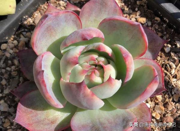 驚鴻一瞥自難忘——驚鴻仙子，只聽名字就很美的多肉，你養過嗎？