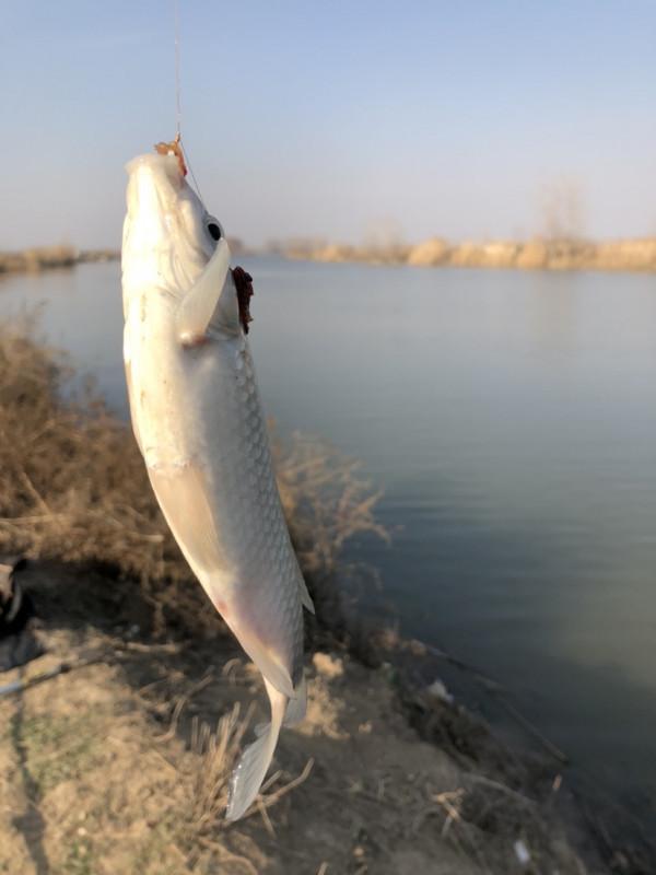 冰封天凍又何妨，漁者之樂有鯽相伴