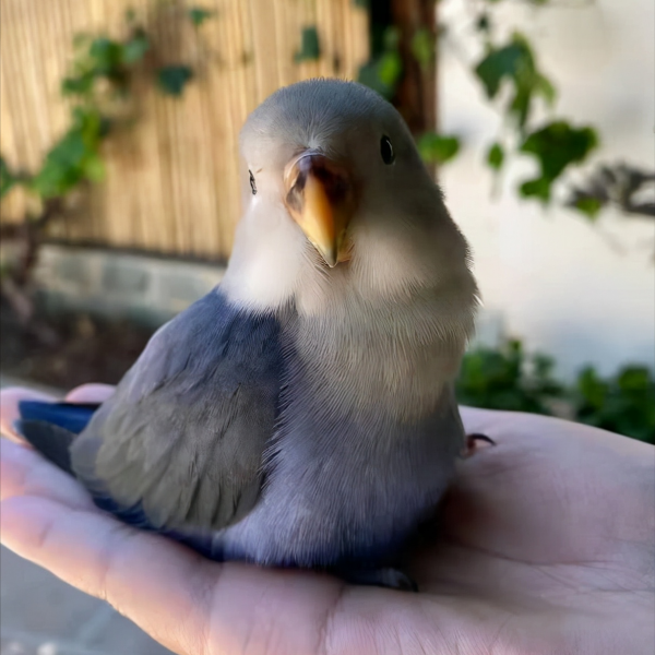 可愛到冒泡的“走地雞”