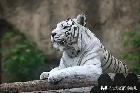 分享——白色的老虎