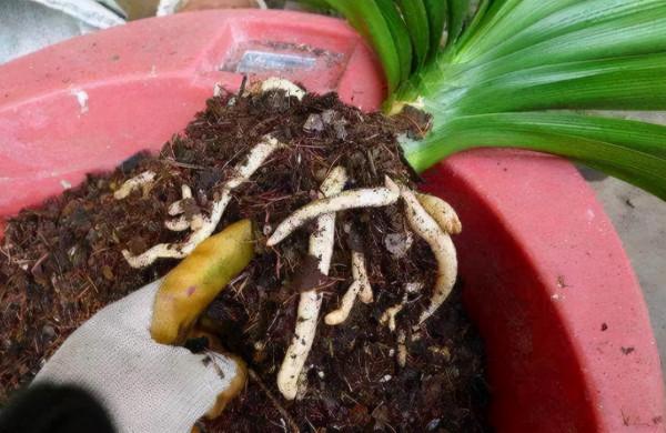 秋季要給花換盆？做好6個關鍵操作，澆水多點也不容易爛根