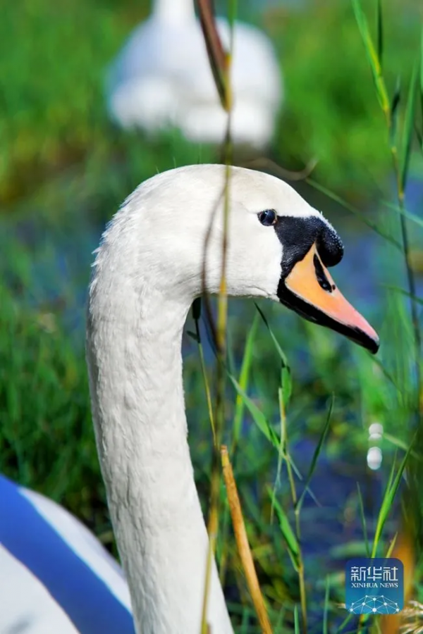 生態美丨天鵝之戀