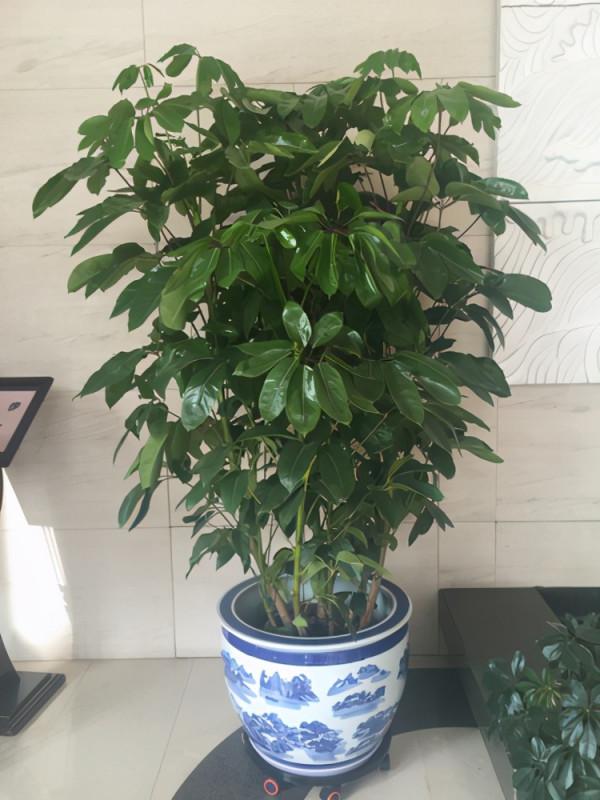 5種“網紅花”,漂亮檔次高,家裡養一盆,富貴又吉利 5種“網紅花”,漂亮檔次高,家裡養一盆,富貴又吉利