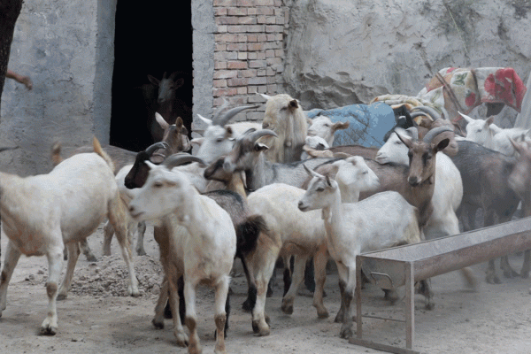 奧運冠軍何衝與東鄉少年：相信人生還有另一種可能