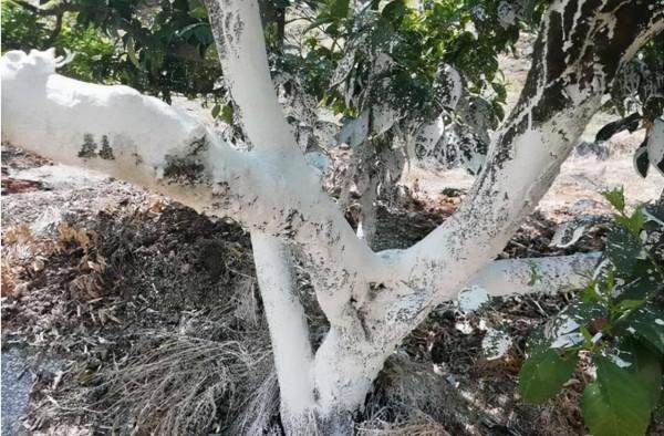 柑橘種植千萬條，冬季防凍第一條！這些方法趕緊收藏