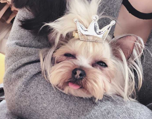 這幾種狗狗“粘人指數”爆棚，別想甩開它