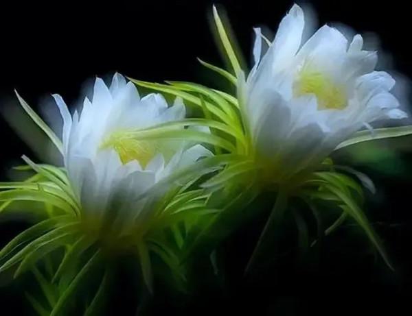 世界金獎醉美的花卉