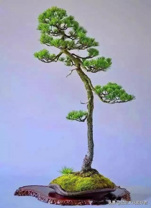 最美的文人盆景，妙不可言