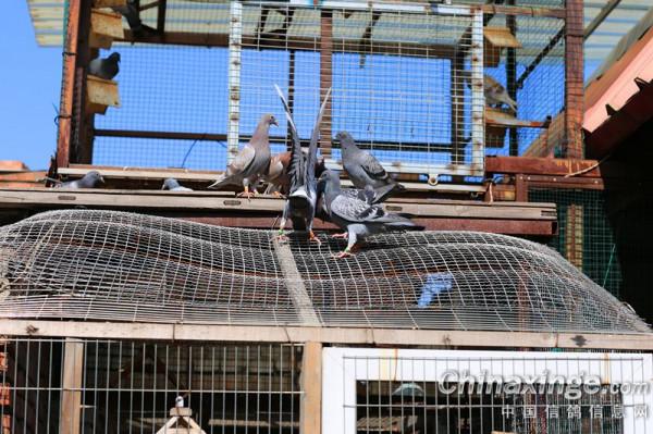 幼鴿專職保姆員