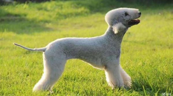 狗狗品種介紹大全！我們應該怎麼挑選適合自己的狗狗？