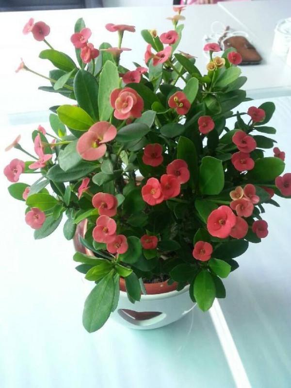 七大“美麗花”,冷天不能多澆水,多曬“少管”更健壯 七大“美麗花”,冷天不能多澆水,多曬“少管”更健壯