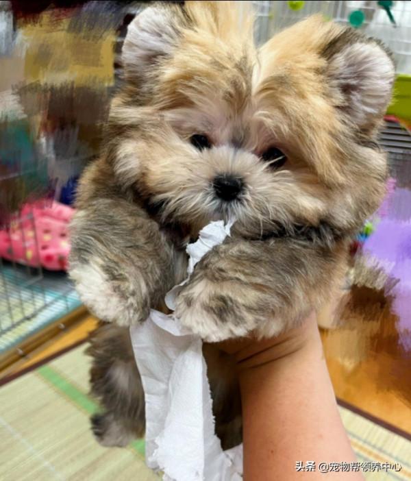 狗狗搗亂被抓包，網友卻紛紛表示：這是小熊吧？太可愛了原諒它