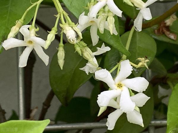 秋冬季節最容易“造假”的花草清單，購買需謹慎，擦亮眼睛