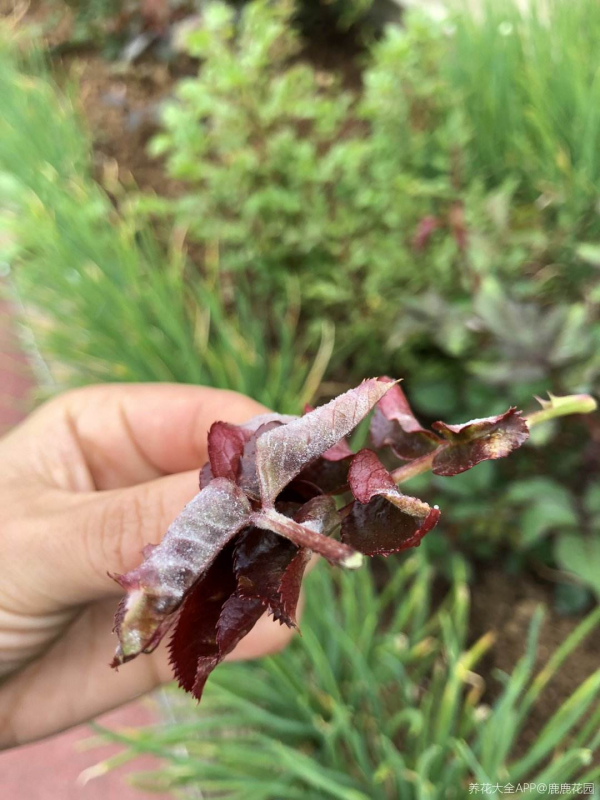 植物葉子出現“白霜”,是白粉病要謹慎起來,三個方法搞定 植物葉子出現“白霜”,是白粉病要謹慎起來,三個方法搞定