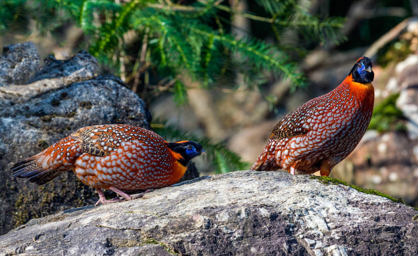 東江攬勝:收集常見鳥類圖譜之陸禽篇,攝鳥人自留地,建議收藏 東江攬勝:收集常見鳥類圖譜之陸禽篇,攝鳥人自留地,建議收藏