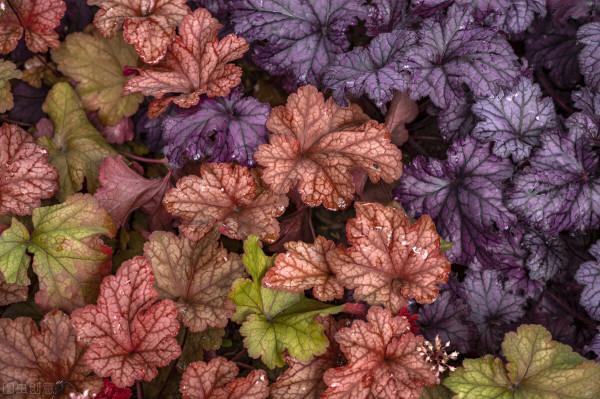 買前看不上,養過後真香!這10種小花草,每一種都是“顏值擔當” 買前看不上,養過後真香!這10種小花草,每一種都是“顏值擔當”