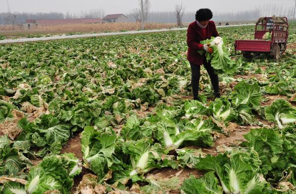 大蔥白菜甘藍菜花葉菜土豆未來蔬菜行情預測2021/12/04