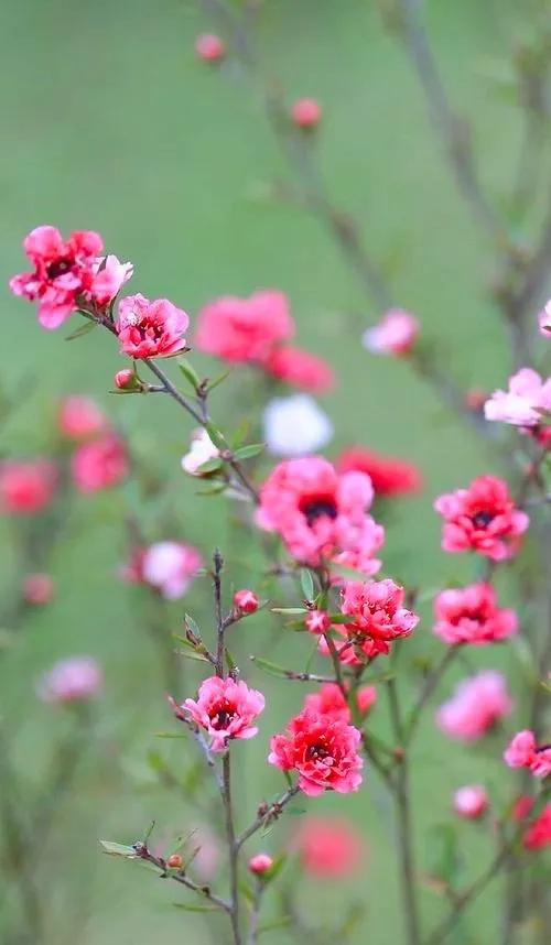 非松亦非梅的松紅梅