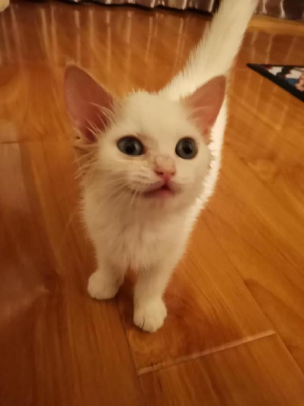 暫時毀容小貓咪求用藥方法 暫時毀容小貓咪求用藥方法