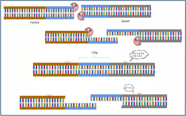 乾貨 | 重組克隆總連不上，我emo了