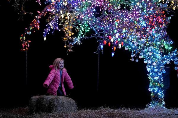 彩燈扮靚“魔法樹”
