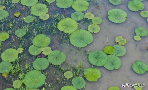 同裡雞頭米好吃有何秘訣？