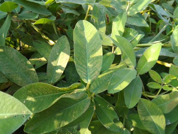 花生葉也能吃 花生葉也能吃