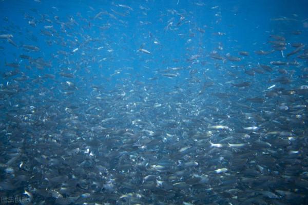 全球水下生物聲紋圖書館GLUBS將使用音訊幫助監測變化的海洋生物