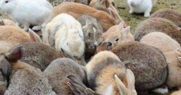 澳大利亞400萬野山羊氾濫,出動直升機都滅不完,為什麼沒人吃? 澳大利亞400萬野山羊氾濫,出動直升機都滅不完,為什麼沒人吃?